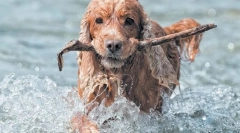 English cocker spaniel